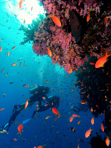 Scuba Diving
